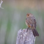 亚洲欧美中文日韩v在线观看 e821y8mx