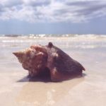 script hook website:如何选择最佳的脚本钩子网站以提升游戏体验 vooy7