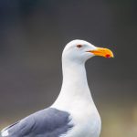 如何安全高效地下载和安装Script Hook V y2skva